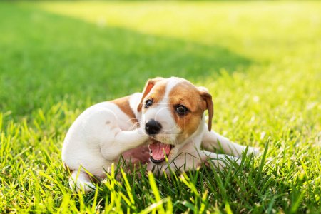 Téléchargez les photos : Drôle Jack Russel Terrier chiot manger sa jambe sur la pelouse verte sur le jardin. Chiens et animaux de compagnie photographie - en image libre de droit