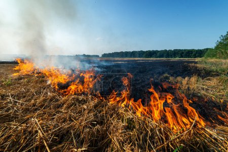 Téléchargez les photos : Brûler le chaume sec sur le champ de blé après la récolte. Incendie de forêt dans le domaine agricole - en image libre de droit