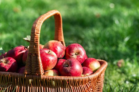Téléchargez les photos : Panier avec pommes rouges mûres sur le jardin. Concept de récolte et de jardinage. Nature bio eco food background - en image libre de droit