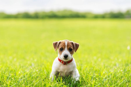 Téléchargez les photos : Un petit chiot Jack Russel Terrier sur une pelouse verte. Chiens et animaux de compagnie photographie - en image libre de droit