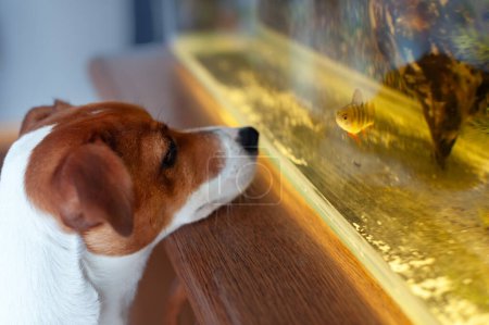 Téléchargez les photos : Un chien Jack Russell Terrier race et un poisson perche se regardent à travers le verre d'un aquarium - en image libre de droit