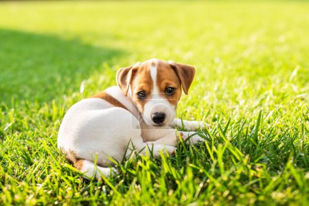 Foto de Dos meses de edad, Jack Russel Terrier cachorro tendido en hierba verde en el patio trasero. Fotografía de perros y mascotas - Imagen libre de derechos