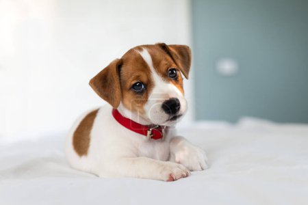 Téléchargez les photos : Petit chiot Jack Russel terrier sur le lit blanc près. Chiens et animaux de compagnie photographie - en image libre de droit