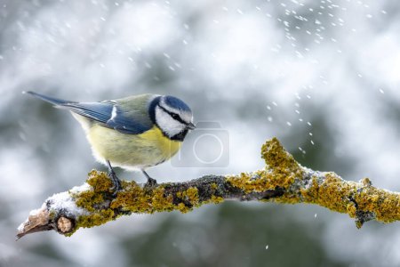 Téléchargez les photos : Small blue tit bird with yellow belly on tree twig during snow falling closeup. Birds photography - en image libre de droit