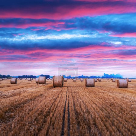 Téléchargez les photos : Balles de foin rondes dispersées dans un champ agricole. Paysage rural avec rouleaux de paille et spectaculaire coucher de soleil rose ciel - en image libre de droit