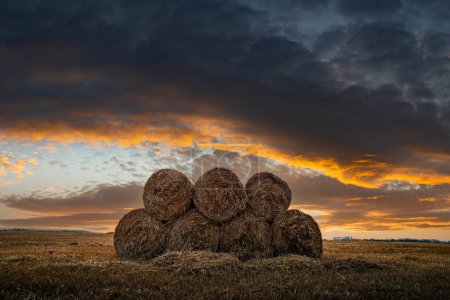 Téléchargez les photos : Ballots ronds de foin sec empilés sur un champ agricole au coucher du soleil. Paysage rural avec rouleaux de paille et ciel nuageux doré spectaculaire - en image libre de droit
