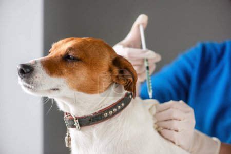 Téléchargez les photos : Purered Jack Russell Terrier race chiot injection vaccin par un médecin vétérinaire. Concept de santé vétérinaire - en image libre de droit