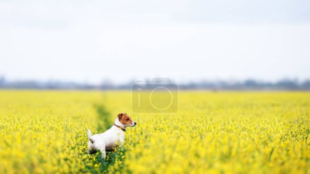 Téléchargez les photos : Chiot Jack Russel Terrier de race pure sur champ de fleurs de colza jaune. Chien de chasse extérieur - en image libre de droit