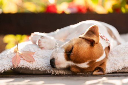 Téléchargez les photos : Jack Russell terrier chiot sur tapis blanc en plein air. Scène d'automne. Chiens et animaux de compagnie photographie - en image libre de droit