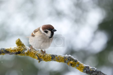 Téléchargez les photos : Bruant brun oiseau mâle sur rameaux d'arbres en hiver gros plan. Photographie d'oiseaux - en image libre de droit