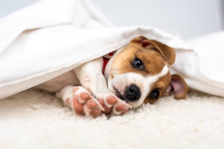 Téléchargez les photos : Un petit chien blanc chiot race Jack Russel Terrier avec de beaux yeux repose sur le tapis blanc. Chiens et photographie animalière - en image libre de droit