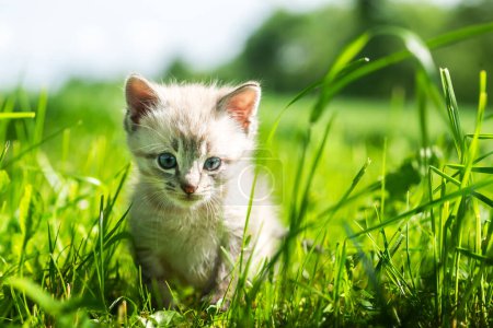 Téléchargez les photos : Un petit chaton mignon aux yeux bleus explore l'environnement dans le jardin près de sa maison - en image libre de droit