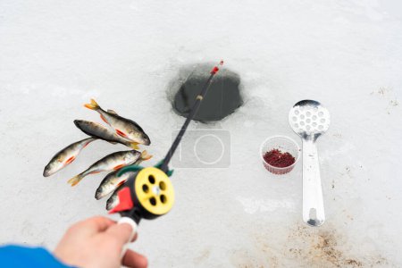Foto de Concepto de pesca de invierno con caña de pescar en la mano del pescador, cebo de gusano de sangre y captura de peces perca cerca del agujero de hielo - Imagen libre de derechos