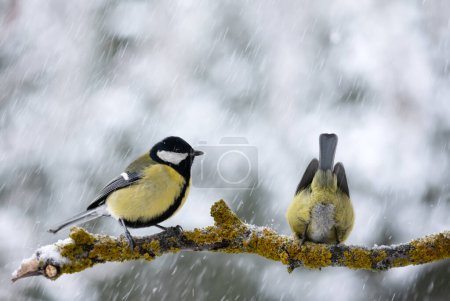 Téléchargez les photos : Two tom tit birds with yellow belly on tree twig during snow falling closeup. Birds photography - en image libre de droit