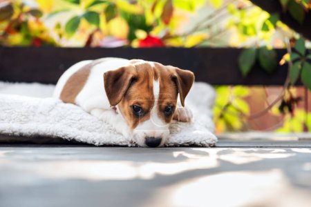 Téléchargez les photos : Chiot Jack russell terrier de deux mois aux yeux tristes sur une terrasse confortable en bois gros plan - en image libre de droit