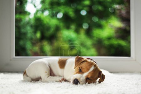 Téléchargez les photos : Chiot Jack Russell Terrier de deux mois dormant sur un tapis blanc confortable à l'intérieur de la maison. Feuilles vertes luxuriantes devant la grande fenêtre claire - en image libre de droit