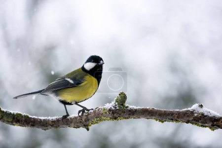 Téléchargez les photos : Tiny tom tit bird with yellow belly on tree twig during snow falling closeup. Birds photography - en image libre de droit