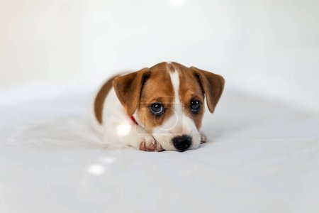 Téléchargez les photos : Petit chiot Jack Russel terrier aux yeux tristes sur le lit blanc de près. Chiens et animaux de compagnie photographie - en image libre de droit