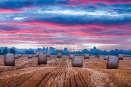 Téléchargez les photos : Paysage rural avec balles de foin sèches rondes et ciel rose spectaculaire au coucher du soleil. Scène agricole - en image libre de droit