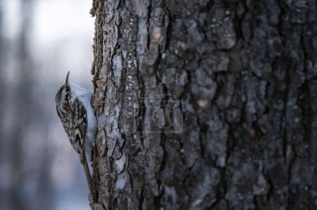Téléchargez les photos : Certhia familiaris sur la tige de l'arbre. Photographie d'oiseaux - en image libre de droit