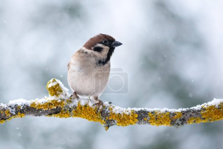Photo for Brown sparrow male bird on tree twig in winter time closeup. Birds photography - Royalty Free Image