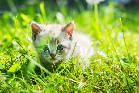 Téléchargez les photos : Un petit chaton aux yeux bleus captivants frémissant au milieu d'herbe verte luxuriante dans la cour arrière - en image libre de droit
