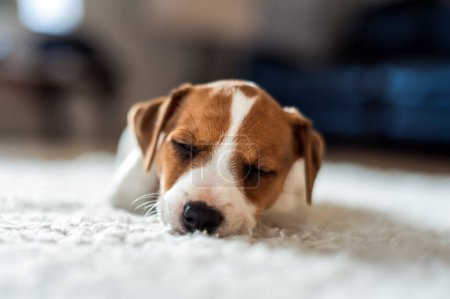 Foto de Un cachorro Jack Russel Terrier duerme en una alfombra blanca. Fotografía de perros y mascotas - Imagen libre de derechos