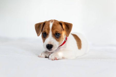 Téléchargez les photos : Petit chiot Jack Russel terrier mignon posé sur le lit blanc gros plan - en image libre de droit