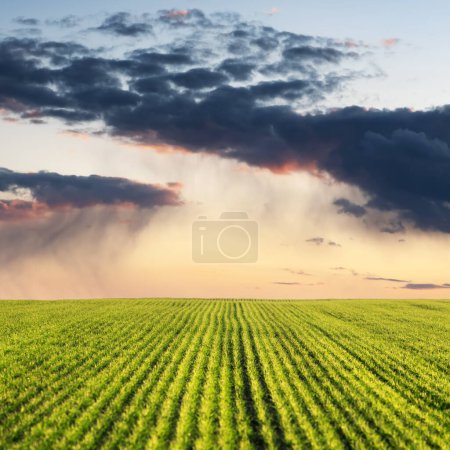 Téléchargez les photos : Les nuages de pluie versent de l'eau sur les champs agricoles avec des rangées de jeunes blés au printemps pendant le coucher du soleil. Photographie de paysage - en image libre de droit