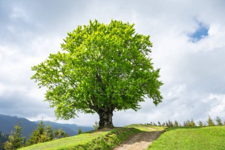 Téléchargez les photos : Grand vieux hêtre aux feuilles vertes luxuriantes dans les montagnes des Carpates en été. Photographie de paysage - en image libre de droit