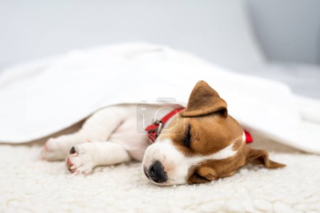Téléchargez les photos : Jack russell terrier chiot avec col rouge dort sous un drap blanc sur tapis blanc gros plan - en image libre de droit