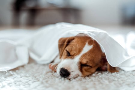 Téléchargez les photos : Petit chiot drôle Jack russell terrier race dort sous feuille blanche sur tapis blanc - en image libre de droit