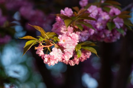 Téléchargez les photos : Branche de sakura à fleurs sur fond sombre. Printemps nature arrière-plan - en image libre de droit
