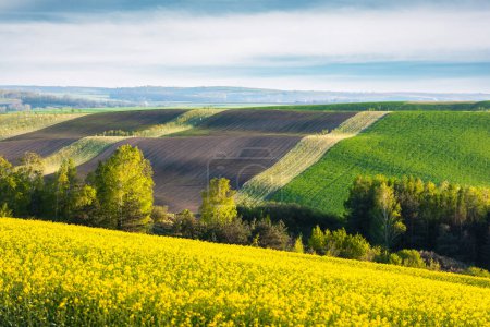 Téléchargez les photos : Champs agricoles de Moravie du Sud, République tchèque. Paysage rural printanier avec des collines à rayures colorées, des arbres et un champ de colza fleuri - en image libre de droit