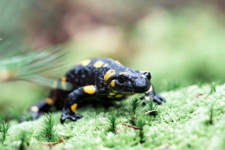 Téléchargez les photos : La salamandre tachetée adulte sur la mousse verte se referme. Photographie animalière - en image libre de droit