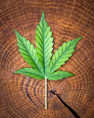 Téléchargez les photos : Feuille verte fraîche de cannabis sur souche de bois de près. Concept de culture de marijuana médicale - en image libre de droit