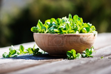 Téléchargez les photos : Salade d'agneaux de maïs laitue, Valerianella locusta sur une assiette ronde en bois sur table en bois vieilli naturellement. Photographie alimentaire - en image libre de droit