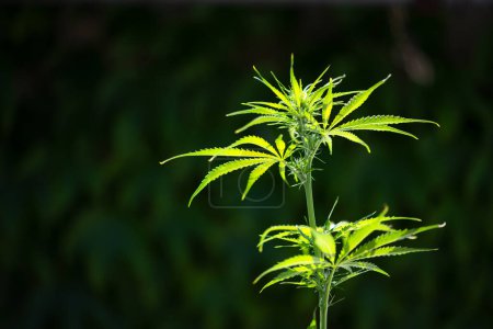 Téléchargez les photos : Les feuilles vertes fraîches de cannabis se rapprochent. Concept de culture de marijuana médicale - en image libre de droit