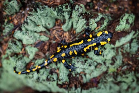 Téléchargez les photos : Une salamandre tachetée mature sur un tronc d'arbre âgé recouvert de mousse verte - en image libre de droit