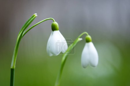 Téléchargez les photos : Deux fleurs blanches tombent sur le gros plan vert de la forêt de prairie printanière. Macro photographie de nature - en image libre de droit