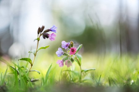 Pink and purple flowers of suffolk lungwort in spring forest. Natural floral background with blossoming wildflowers