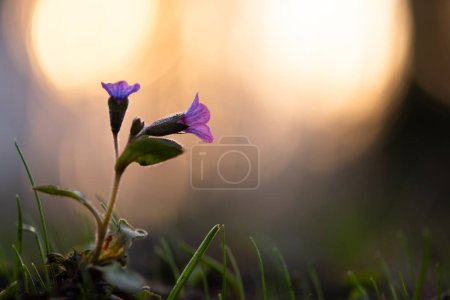 Photo for Macro shot of pink and purple flowers of suffolk lungwort in spring forest. Natural floral background with blossoming wildflowers - Royalty Free Image
