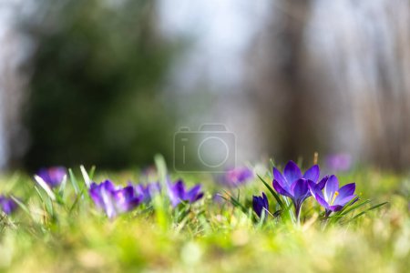 Photo for Meadow of of purple crocus flowers in spring forest. Nature photography - Royalty Free Image