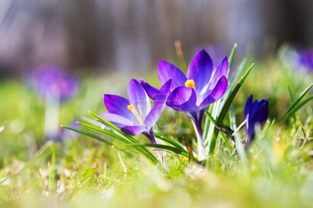 Téléchargez les photos : Macro shot de fleurs violettes de crocus de printemps sur prairie verte gros plan. Photographie nature - en image libre de droit
