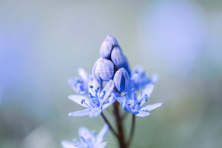 Makroaufnahme der blauen Blütenknospe auf der Frühlingswiese. Erste Wildblumen zur Frühlingszeit. Natürlicher Hintergrund