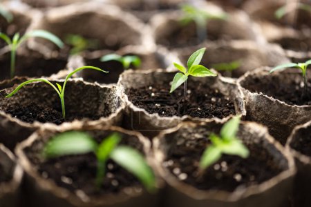 Téléchargez les photos : Semis de piment dans des tasses de tourbe. Préparation des plantes pour la culture en pleine terre. Concept de jardinage à domicile - en image libre de droit