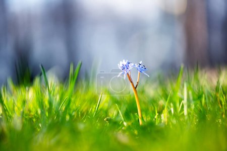 Grüne Wiese mit einer einzigen kleinen blauen Blume im Frühlingswald. Erste Wildblumen zur Frühlingszeit. Natürlicher Hintergrund