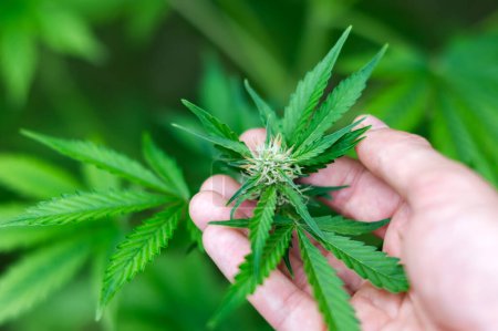 Téléchargez les photos : Le fermier vérifie les feuilles de cannabis de près. Concept de culture de marijuana médicale - en image libre de droit