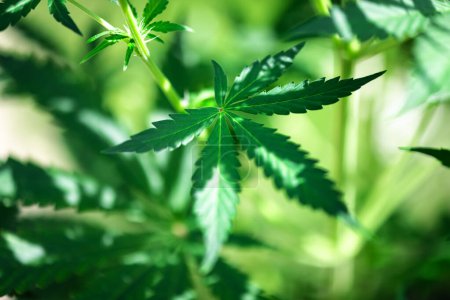 Frische grüne Blätter von Cannabis Marihuana aus nächster Nähe. Konzept zum Anbau von medizinischem Marihuana