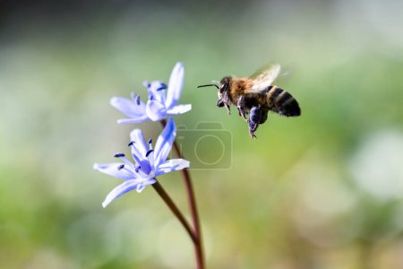 Téléchargez les photos : Une abeille volante récoltant du pollen de fleurs sauvages bleues dans une prairie printanière. Macro photographie - en image libre de droit